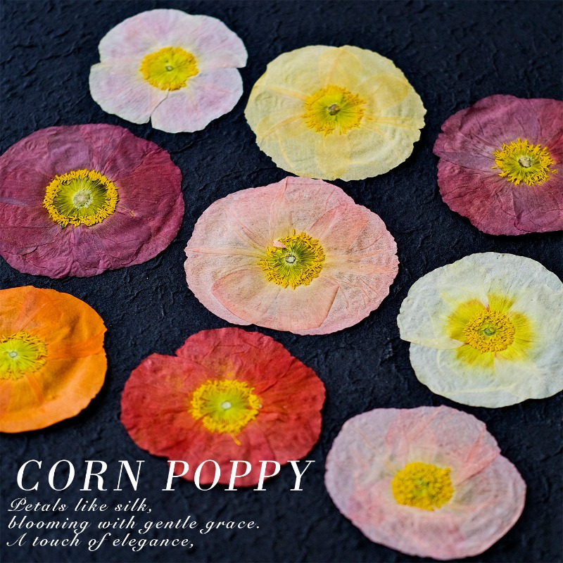 1pcs,Nature Field Poppy Presse - огляд і ціна Art And Craft Photos